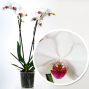 phalaenopsis alba - c12